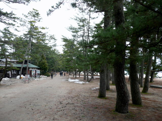 松林の道